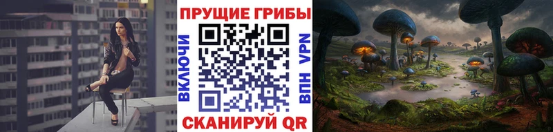 Псилоцибиновые грибы Psilocybine cubensis  закладки  Волгореченск 